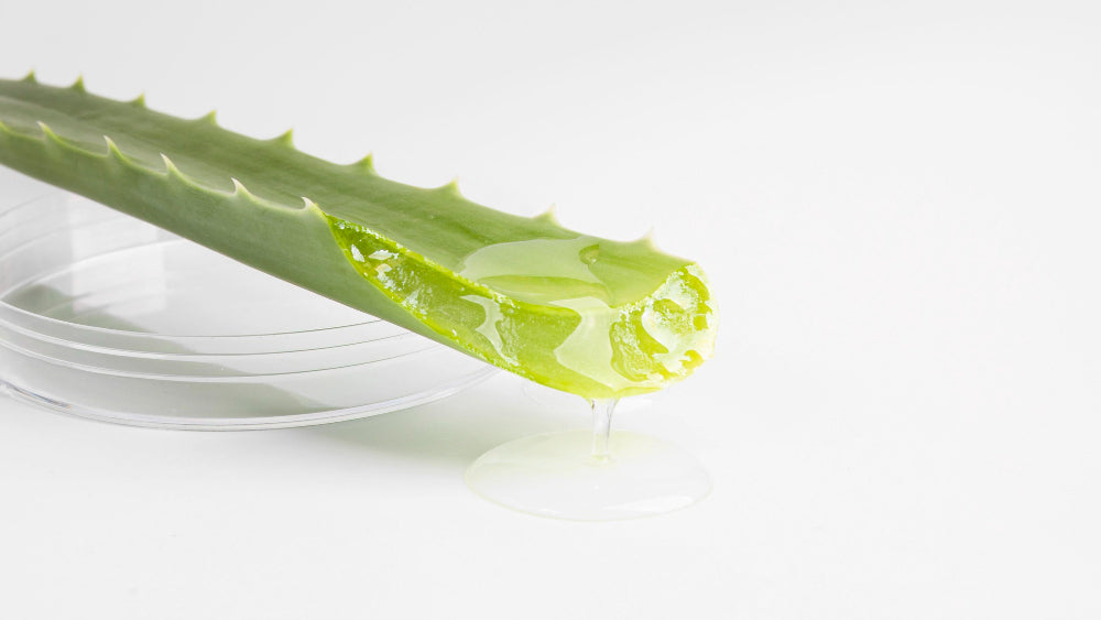 Aloe Vera en los Productos de Skincare: ¡Tu Mejor Aliado Natural!