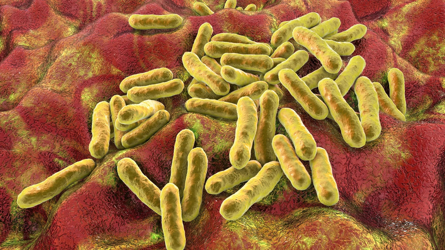 Cutibacterium… ¿Bacterias en nuestra piel?